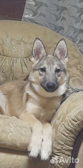 Собака в добрые руки отдам бесплатно