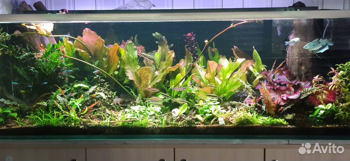 Обслуживание аквариумов