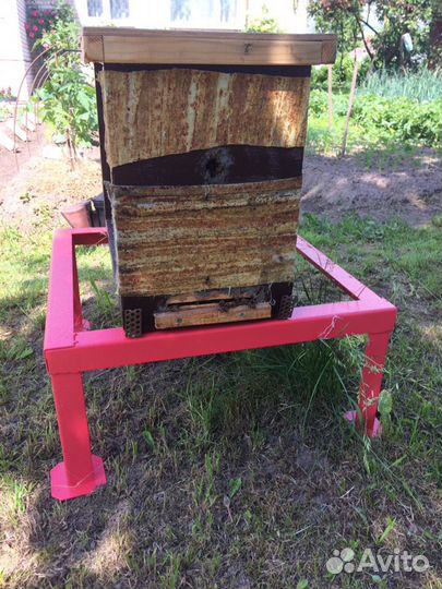 Пчелиный рой,пчелы