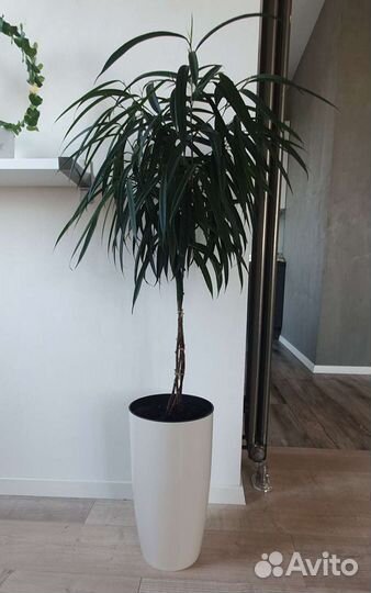 Фикус али (беннендийка)