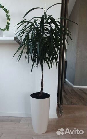 Фикус али (беннендийка)