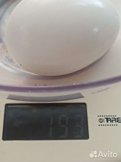 Яйцо гусиное/инкубационное