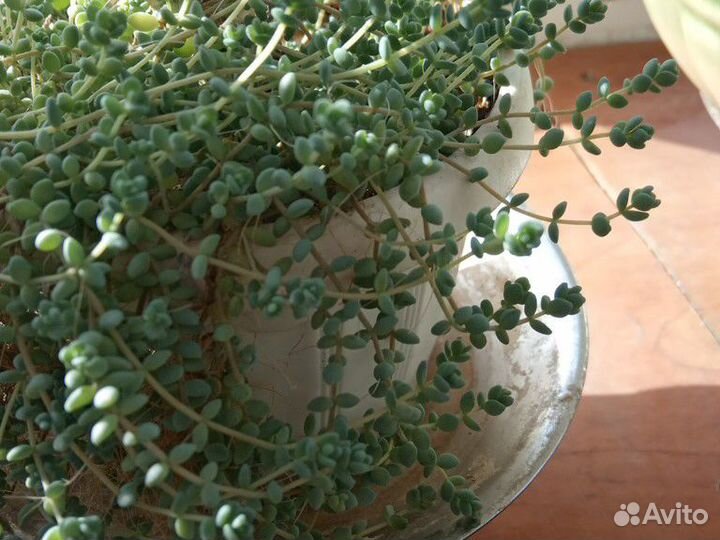 Суккуленты: крассулы, седумы и другие