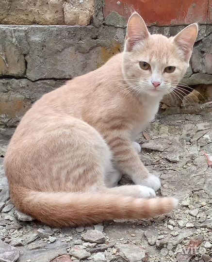 Кошка в дар