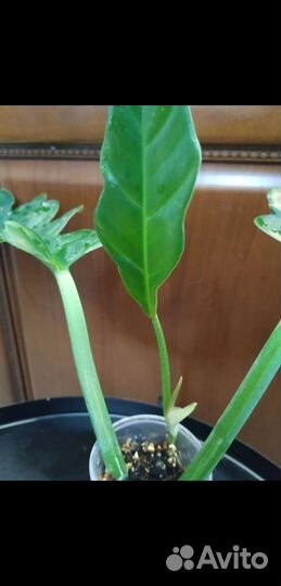 Филодендрон Нарроу Эскейп (Narrow Escape)