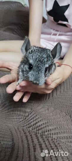Серебристая шиншилла