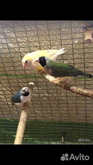 Амадин Гульда