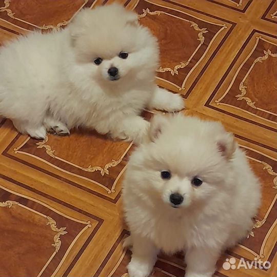 Щенки шпица