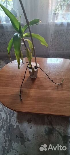 Растение золотой ус