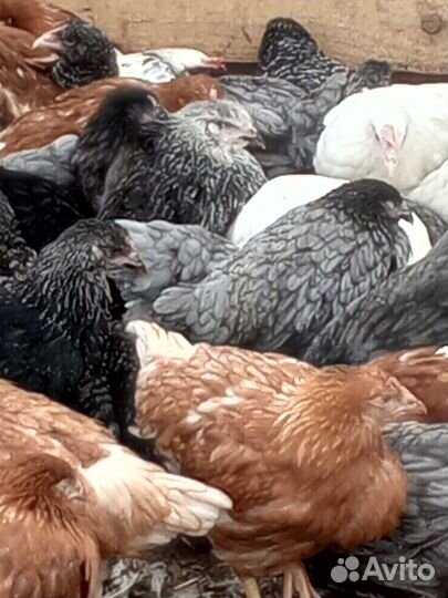 Куры молодки