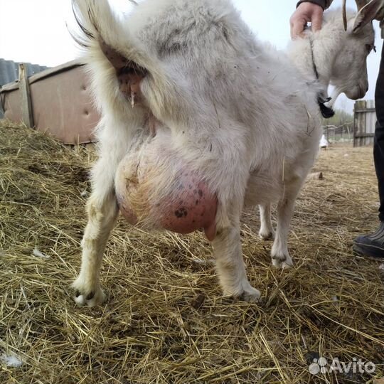 Телята и дойные козы