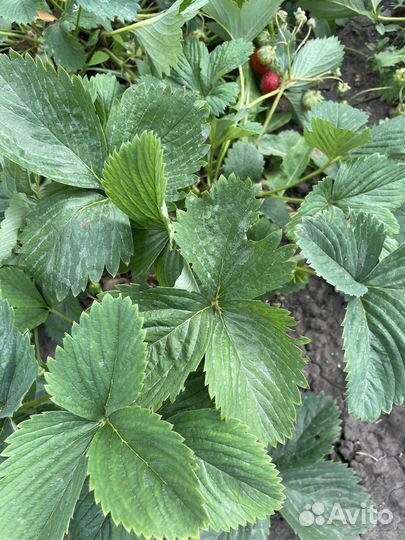 Рассада Клубники ремонтантной