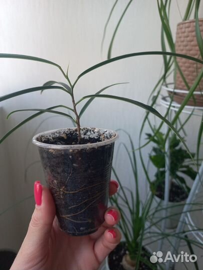 Фикусы мокламе и али