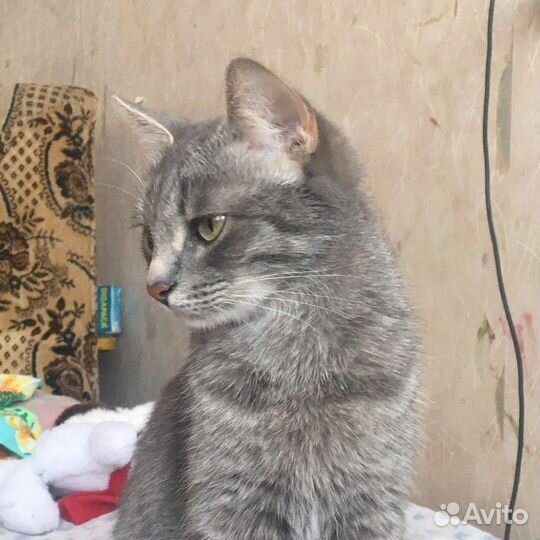 Кошка в дар бесплатно