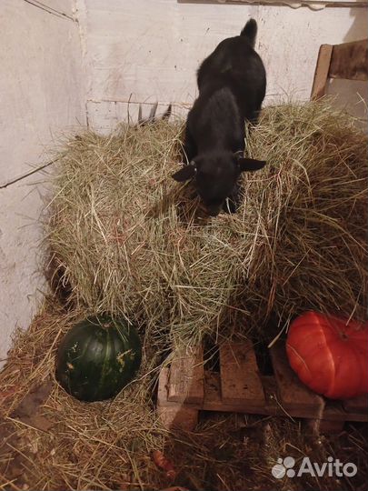 Камерунские козочки