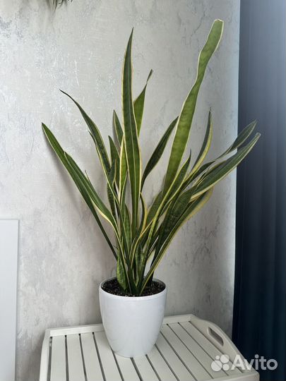 Диффенбахия, традесканция, фикус, эпипремнум и тд