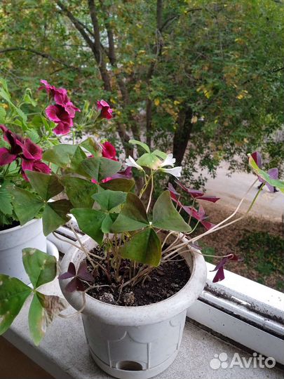 Кислица оксалис