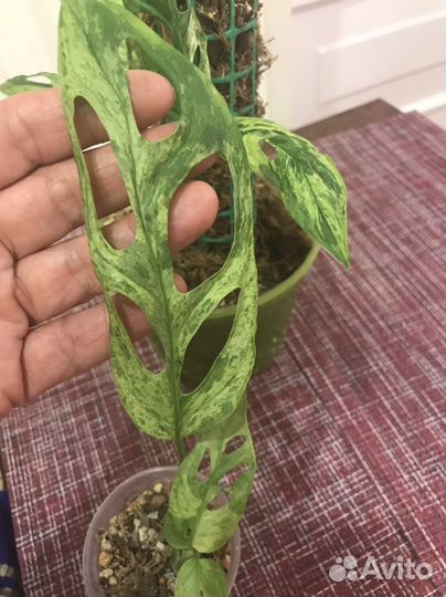 Монстера Индо Минт