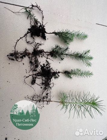 Зкс Сосна сеянцы Ели Лиственницы окс Голуб Горная