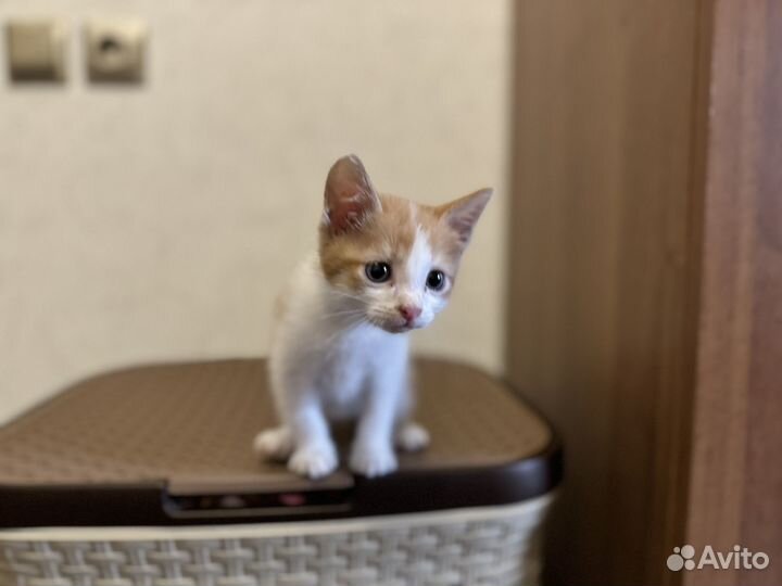 Котята