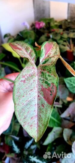 Сингониумы сортовые