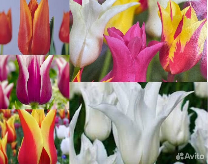Тюльпан Айс Крим махровый и другие сорта