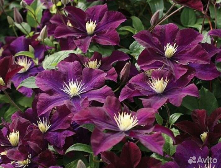 Клематисы