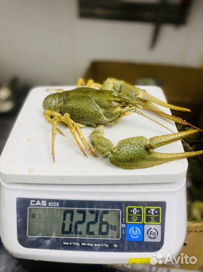 Раки вареные и живые