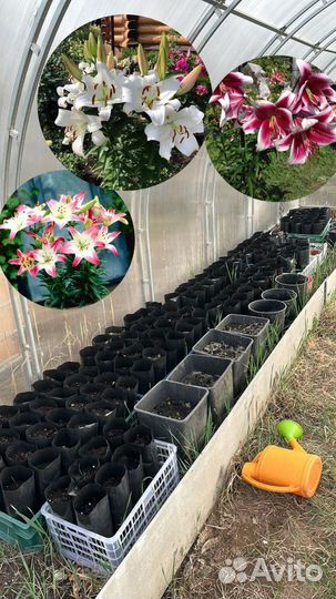 Лилии саженцы