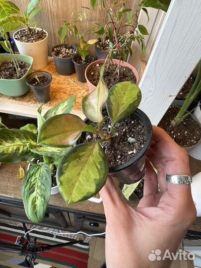 Хойя аустралис лиза