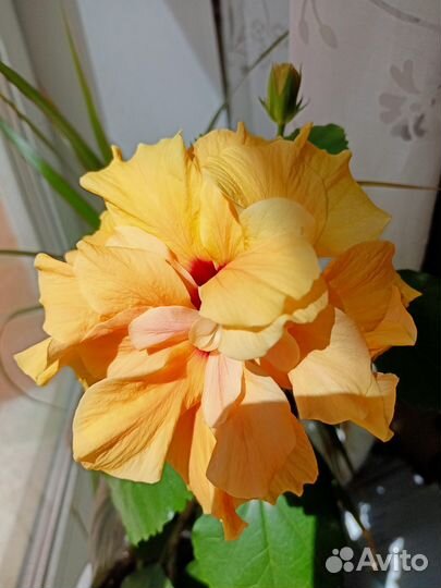 Гибискус китайская роза персиковая