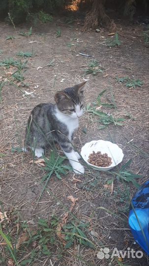 Кошки в добрые руки