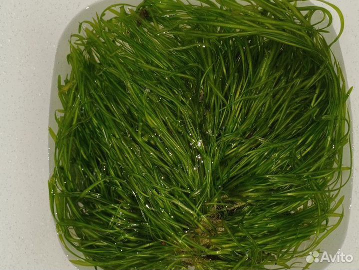 Валеснерия. Водоросли. Аквариумные растения