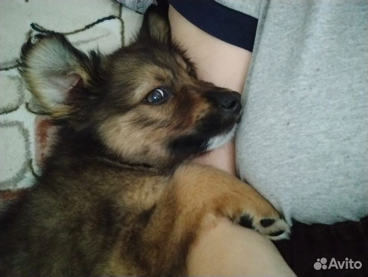 Щенок в добрые руки