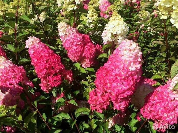Гортензия Строуберри Блоссом метельчатая Оптом