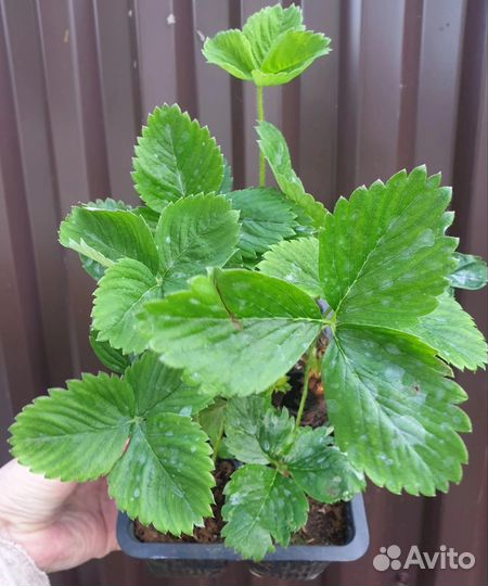 Продам Саженцы клубники