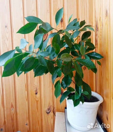 Фикус, для тех, кто хочет детей