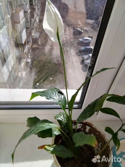 Спатифиллум