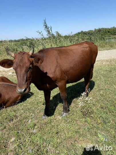 Чистопородно-красно-степная телка