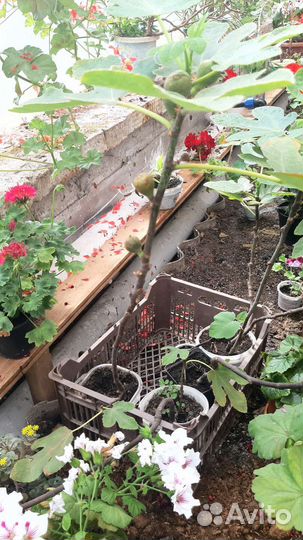 Саженцы инжира