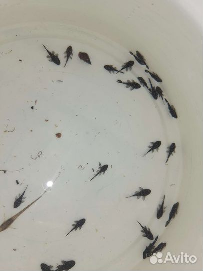 Номерные сомы L181 зведчатый анциструс