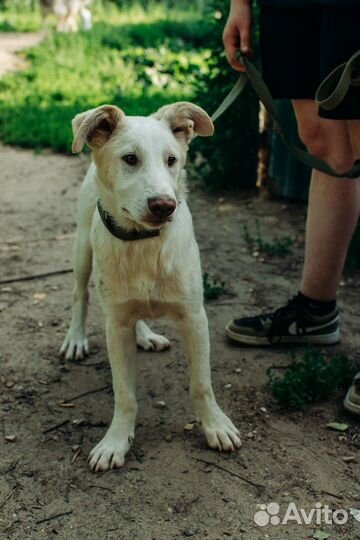 Щенок в добрые руки