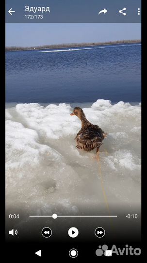 Утка подсадная