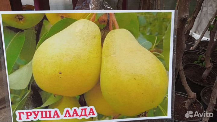 Саженцы яблонии абрикоса