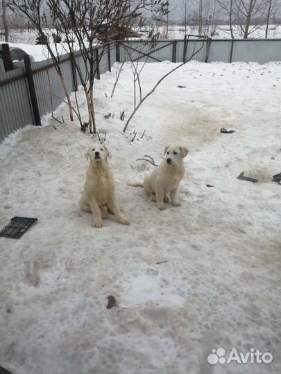 Щенки сао
