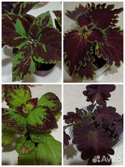 Колеус на срез. Несколько сортов