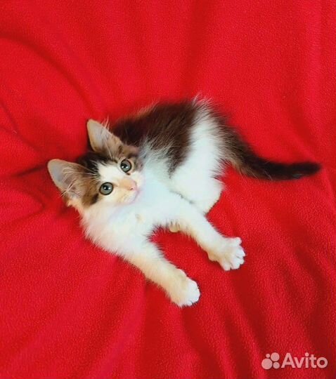 Норвежский лесной котёнок в добрые руки