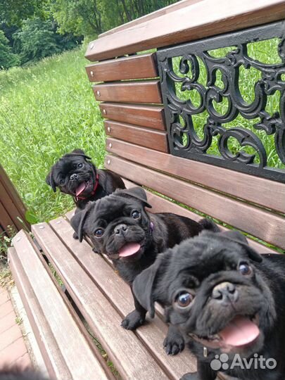 Щенки мопса