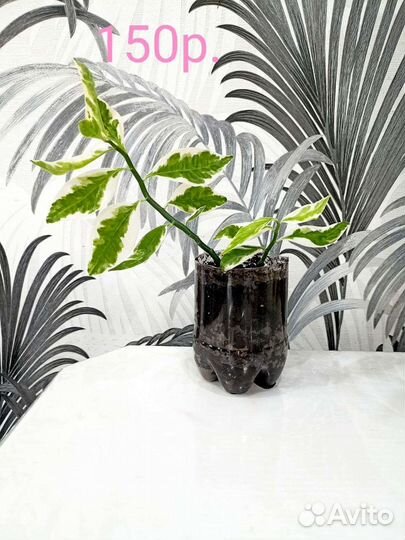 Комнатные цветы