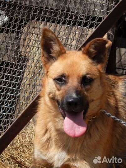 Гретта средняя собачка